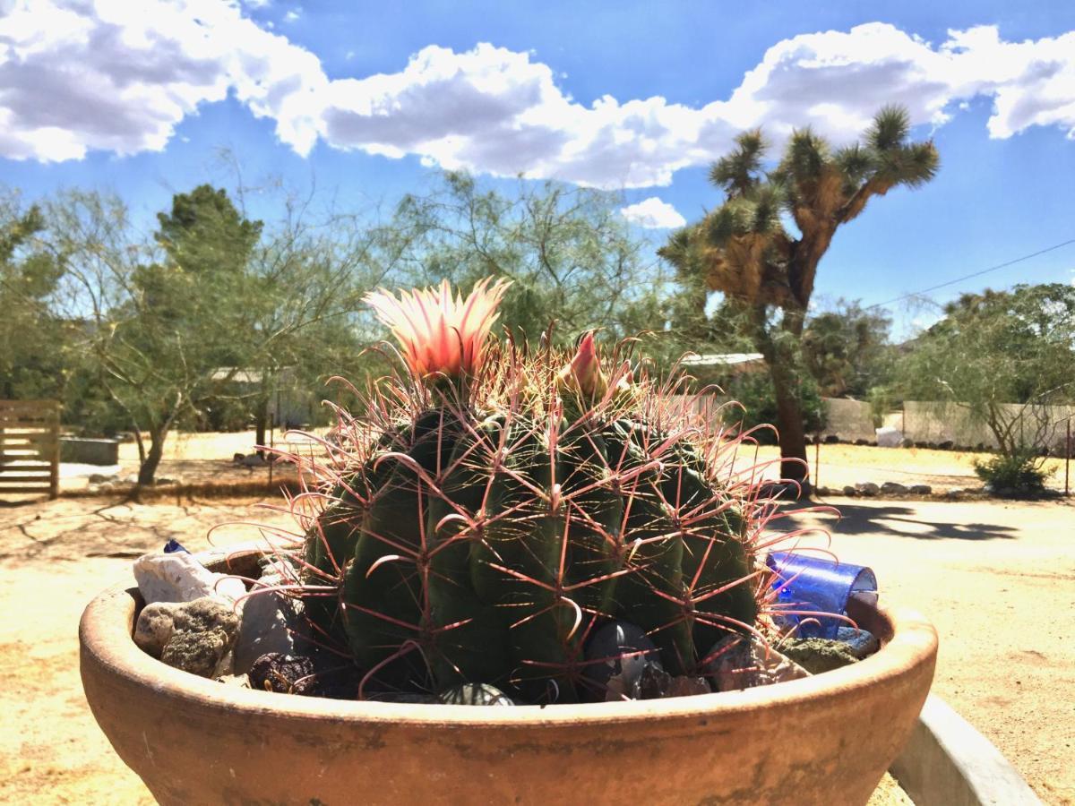 Popular Homestead! Location, Stargaze, Views! Joshua Tree Exterior foto