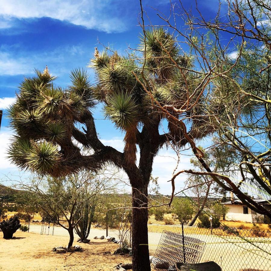 Popular Homestead! Location, Stargaze, Views! Joshua Tree Exterior foto